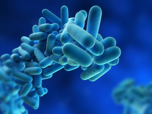 legionella pneumophila